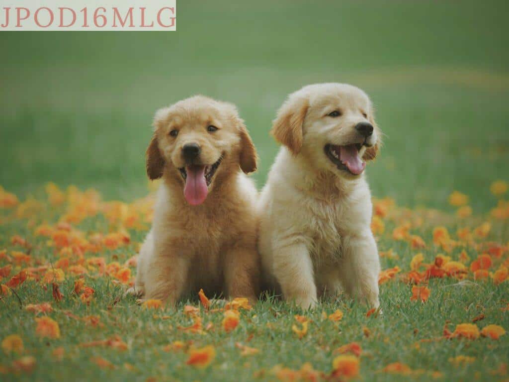 perros cachorros