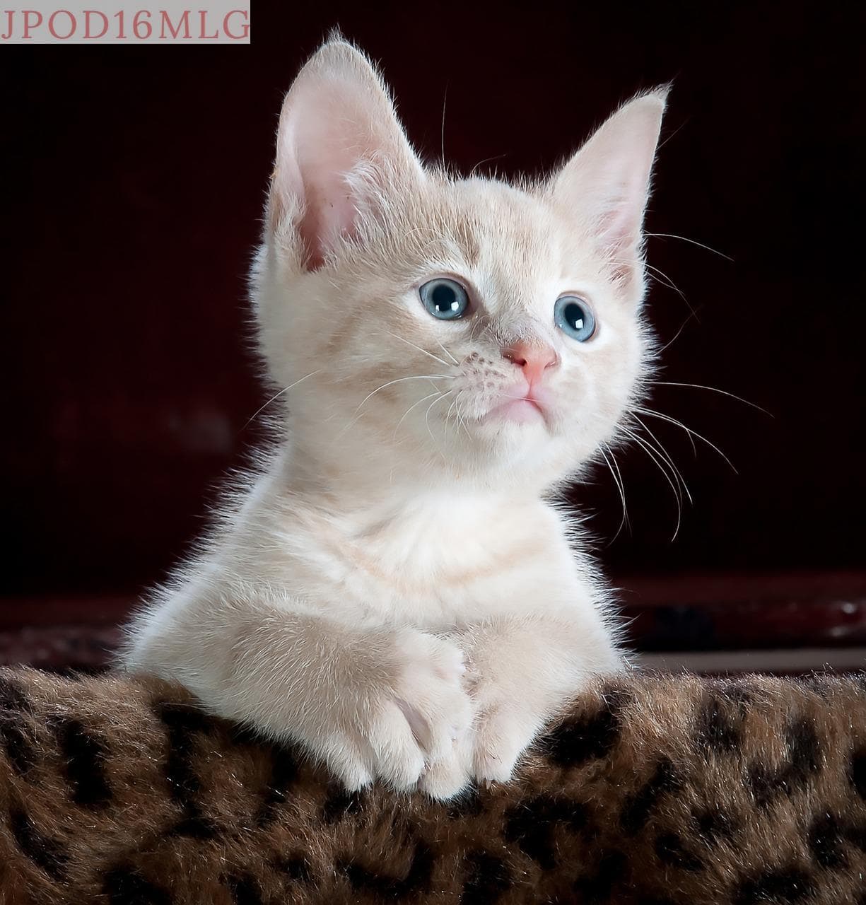 gato